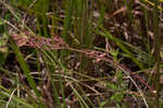 American wild carrot